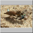 Philonicus albiceps - Sand-Raubfliege w01 18mm mit Azurjungfer-Libelle.jpg